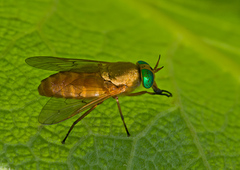 Silvius alpinus