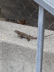 Sceloporus occidentalis