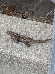 Sceloporus occidentalis