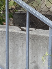 Sceloporus occidentalis