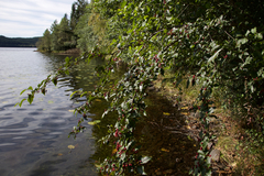 Cotoneaster bullatus