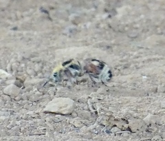 Dasymutilla sicheliana