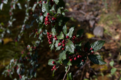 Cotoneaster bullatus