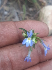 Lobelia comosa comosa