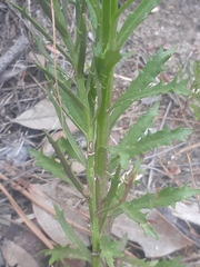 Lobelia comosa comosa