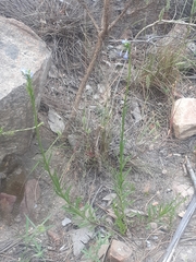 Lobelia comosa comosa