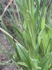Helichrysum miconiifolium