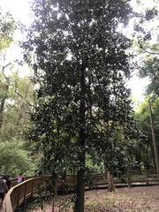 Magnolia grandiflora