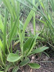 Helichrysum miconiifolium