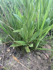 Helichrysum miconiifolium