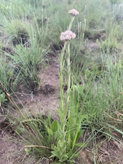 Helichrysum miconiifolium