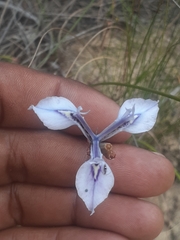 Moraea tripetala tripetala