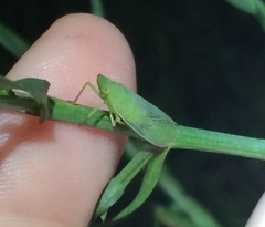 Rhynchomitra recurva