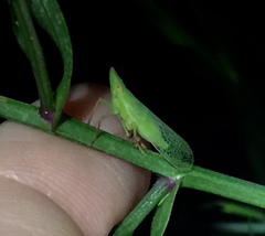 Rhynchomitra recurva