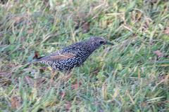 Sturnus vulgaris