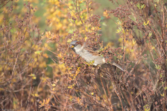 Passer domesticus