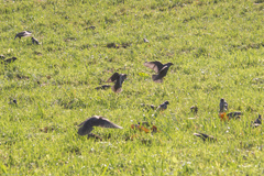Sturnus vulgaris