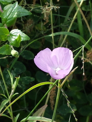 Clarkia bottae