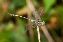 Aphylla angustifolia