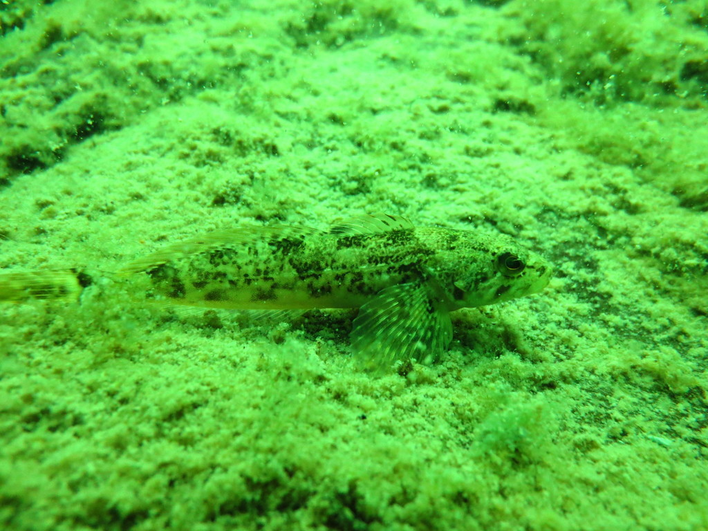 Prickly Sculpin