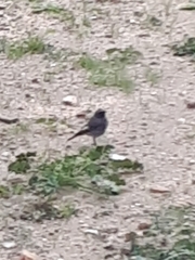 Phoenicurus ochruros