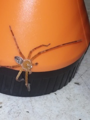 Curicaberis culiacan