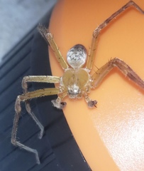 Curicaberis culiacan