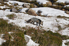 Vulpes vulpes cascadensis