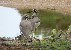 Esacus recurvirostris