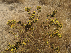 Deinandra mohavensis