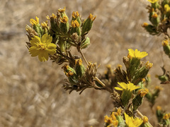 Deinandra mohavensis