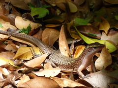 Zonosaurus haraldmeieri