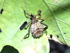 Acanthocephala femorata