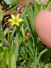 Sisyrinchium laxum