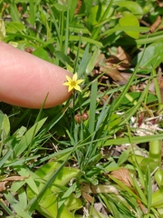 Sisyrinchium laxum