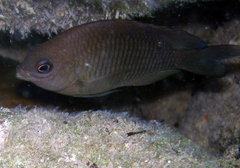 Stegastes adustus