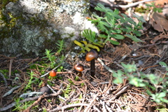 Hygrocybe
