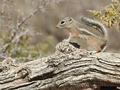 Texas Antelope Squirrel (Ammospermophilus interpres), a species recorded in Texas