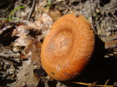 Lactarius peckii