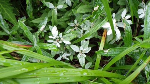 Image of Leontopodium japonicum by (c) Yoshimasa Uchiyama, some rights reserved (CC BY)