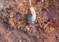 Cucujus cinnaberinus