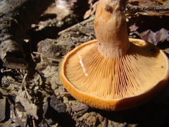 Lactarius peckii