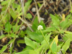 Alternanthera flavescens