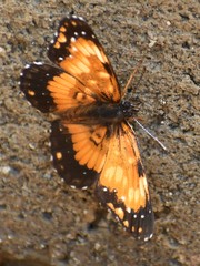 Chlosyne lacinia saundersi