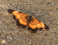 Chlosyne lacinia saundersi