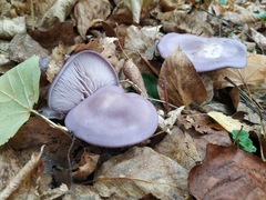 Lepista nuda