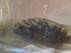 Rocio octofasciata