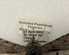 Brachionycha borealis