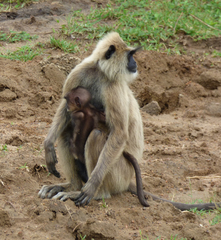 Semnopithecus priam thersites