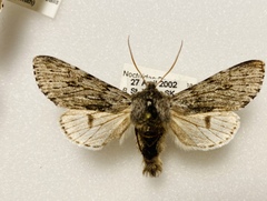 Brachionycha borealis